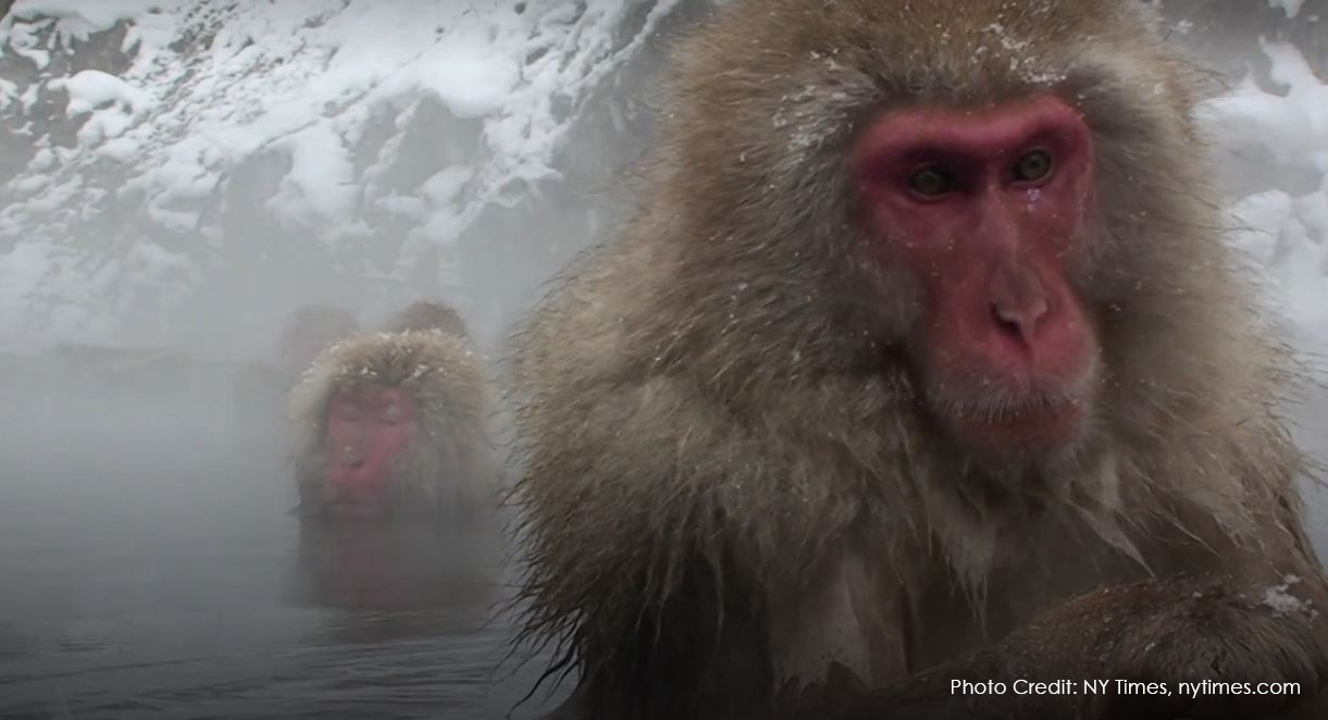 Why We Should All Monkey Around (in the Hot Tub)